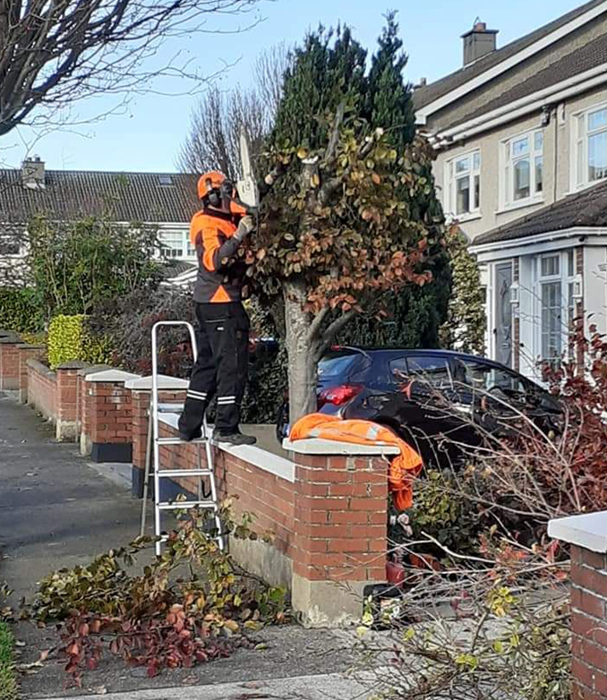 Tree Care And Landscaping Dublin