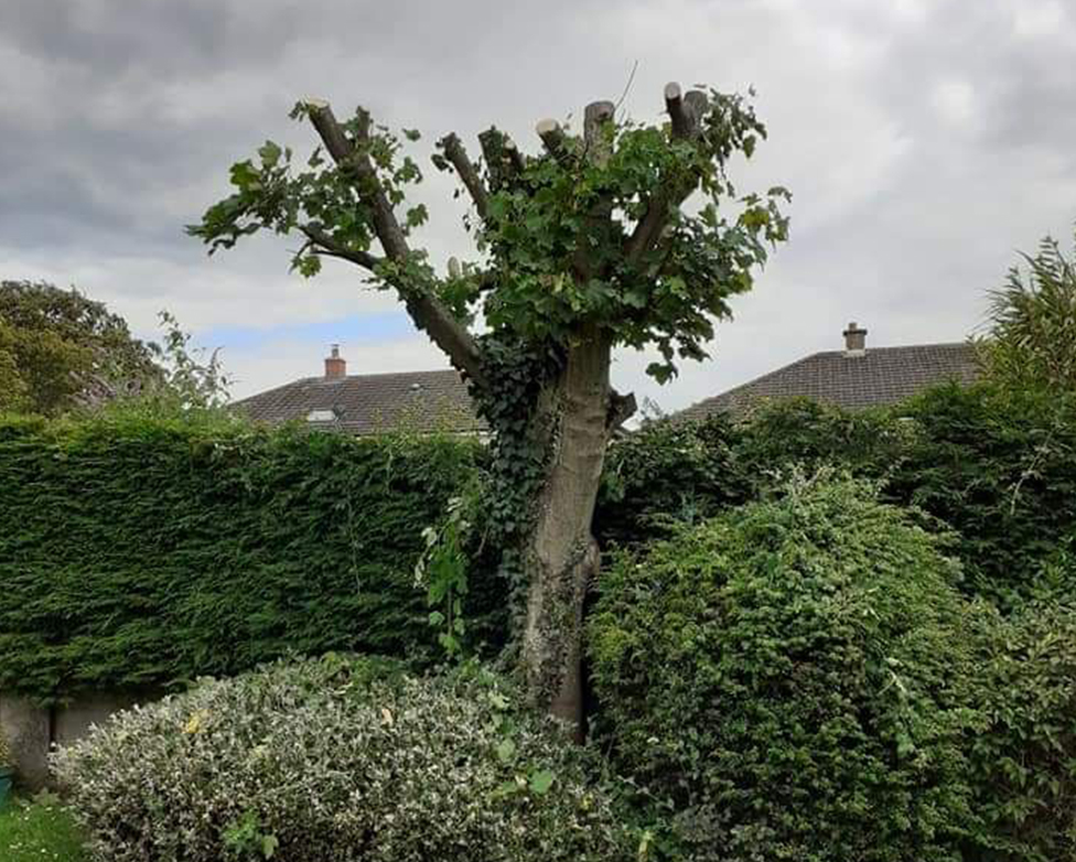 Tree surgery in Dublin