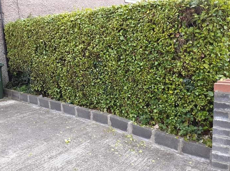 Landscaping in Dublin